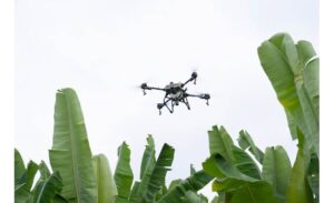 Plantação pulverização com drone